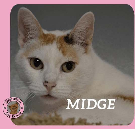 Photo of Midge