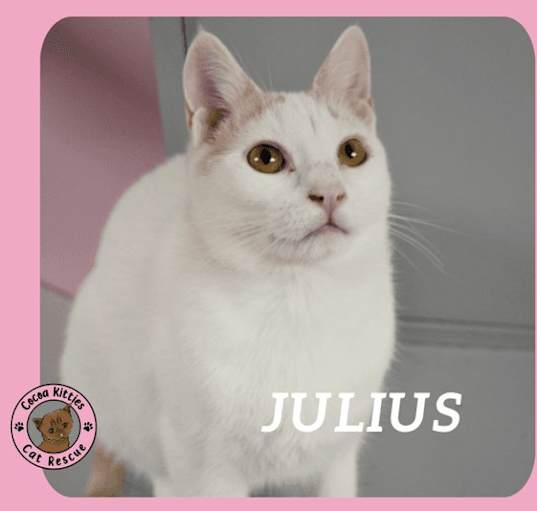 Photo of Julius