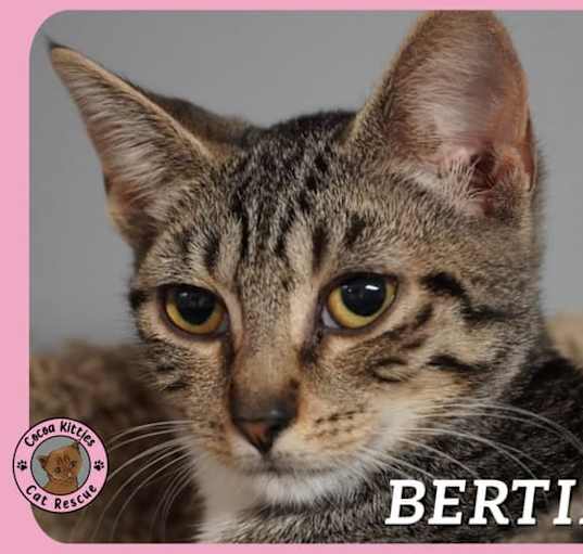 Photo of Bertie