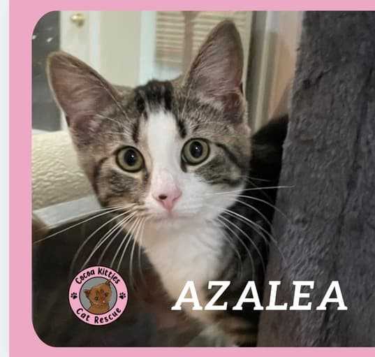 Photo of Azalea