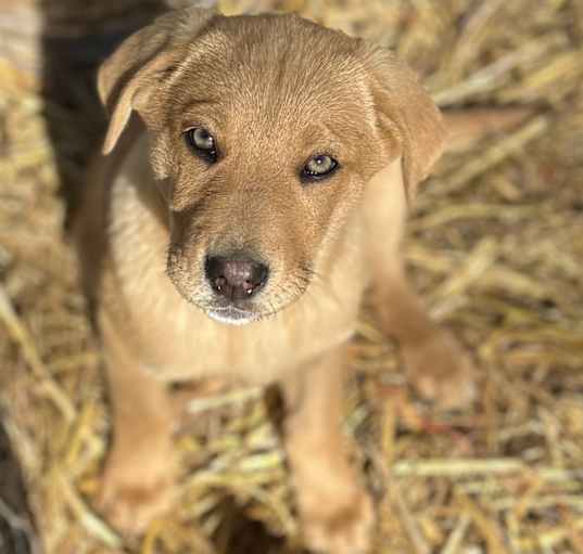 Photo of Cinnamon