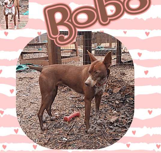 Photo of Bobo