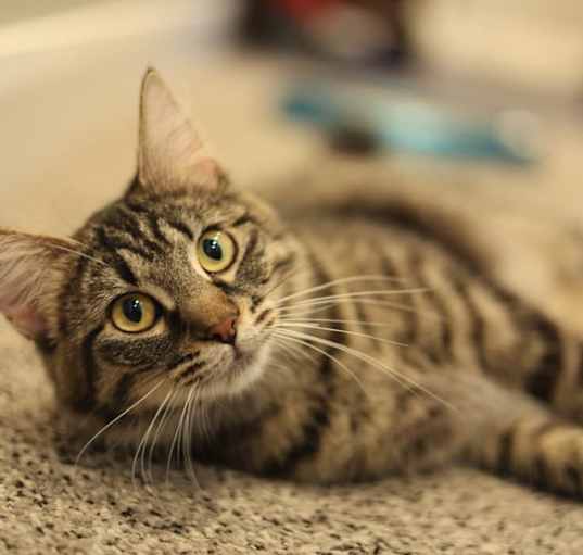 Photo of Echo
