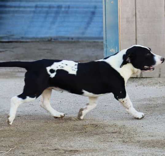 Photo of Mosely