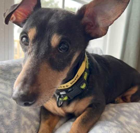 Photo of Duke
