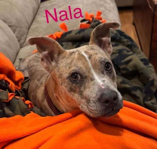 Photo of Nala Talbot
