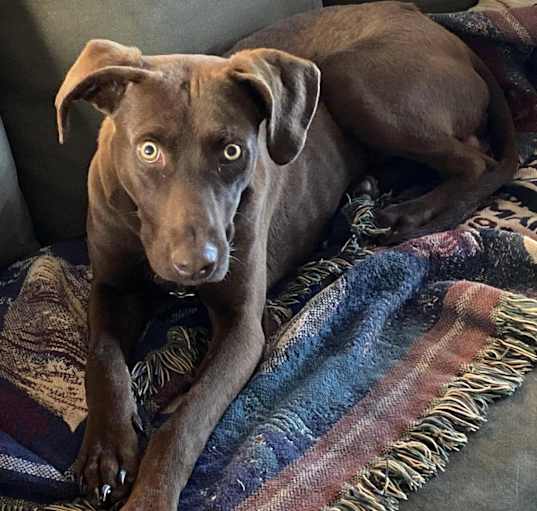 Photo of Guinness