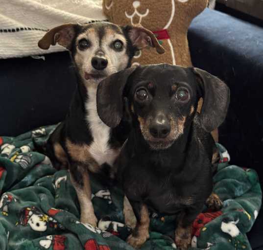 Photo of Lexie and Louie