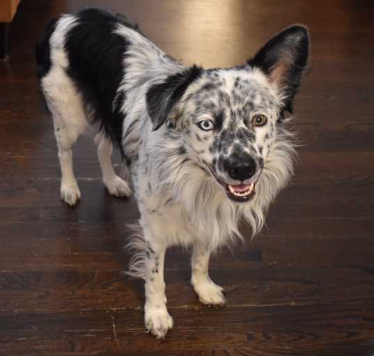 Photo of Sully