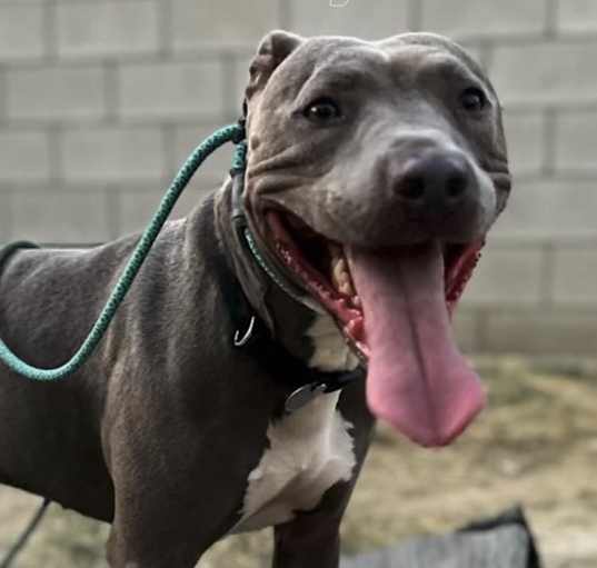 Photo of Ryder