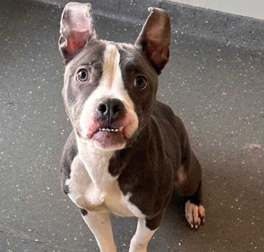 Photo of Scooter