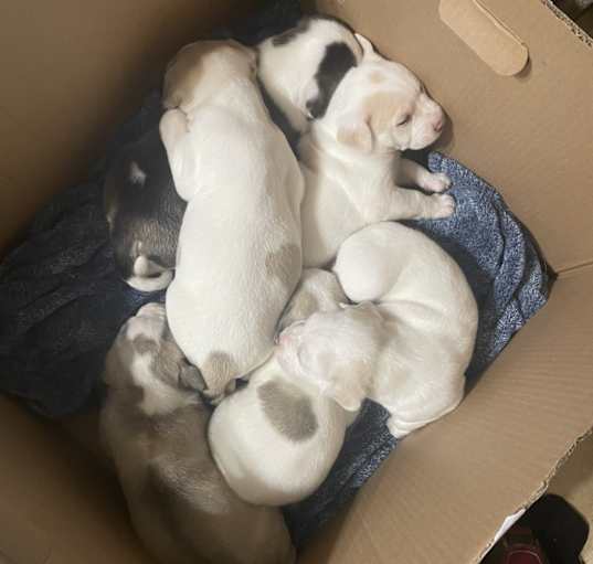 Photo of White lab/husky mix PUPPIES