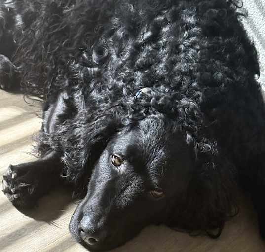Photo of Tako