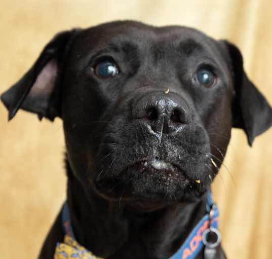 Photo of Sable (TN)-FAMILY DOG!