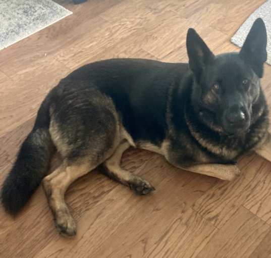 Photo of Tyson