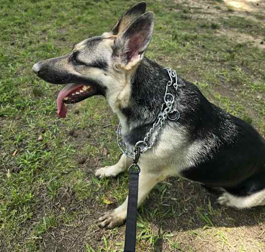 Photo of Clover