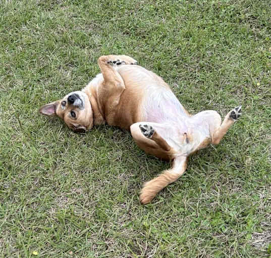 Photo of Bella
