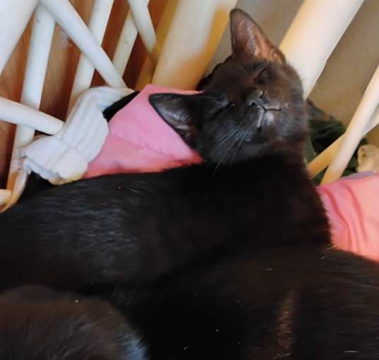Photo of Flipsy