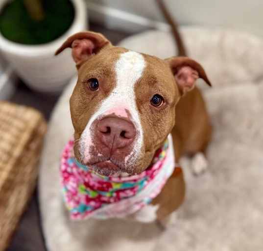 Photo of Brooklyn Baby the Sweetest Girl