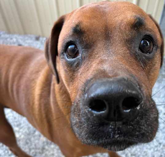 Photo of Scooby