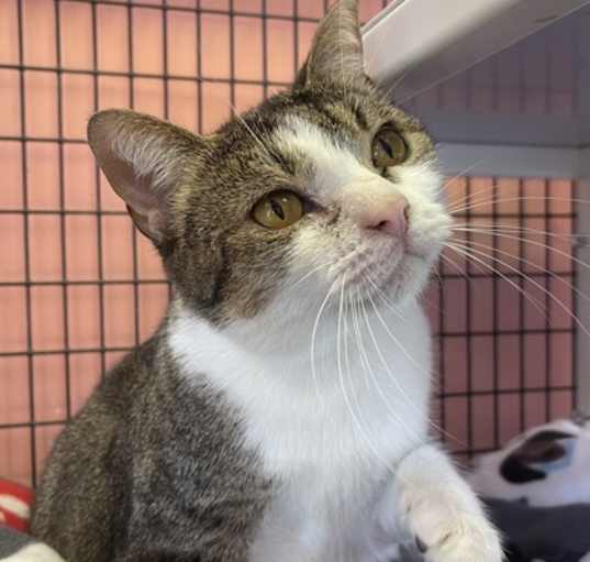 Photo of Munchkin