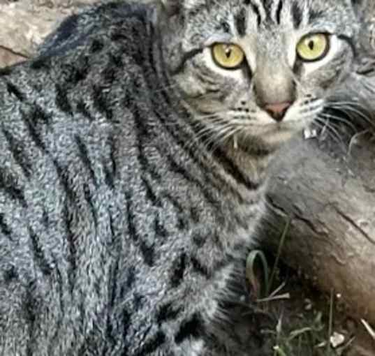 Photo of Dolce
