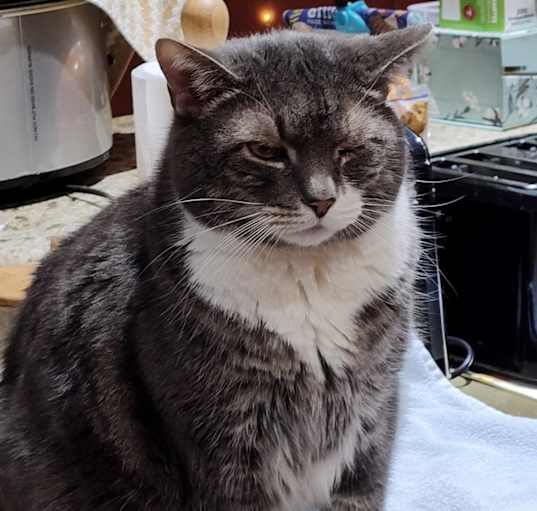 Photo of Sammy