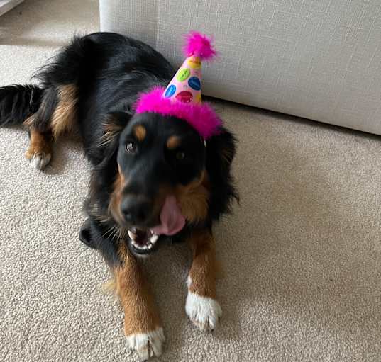 Photo of Daisy