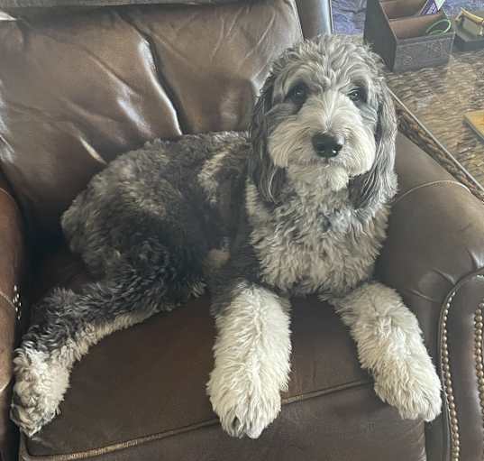 Photo of Bogey
