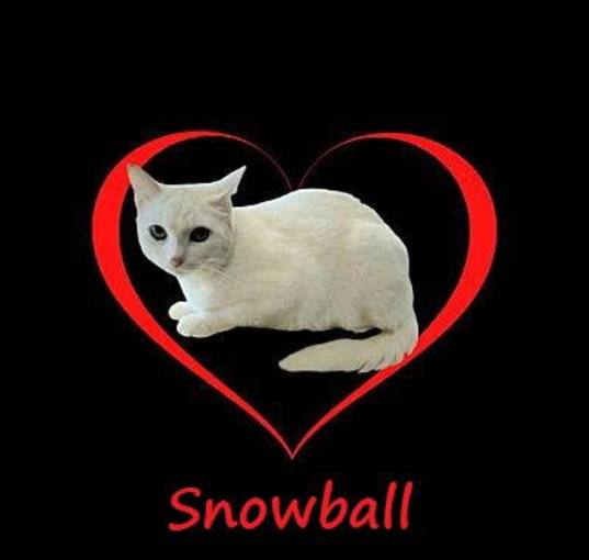 Photo of Snowball #sweet-introvert