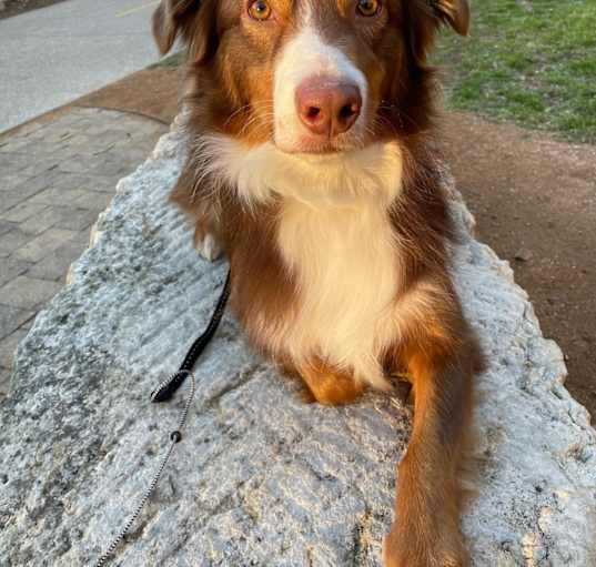 Photo of Milo