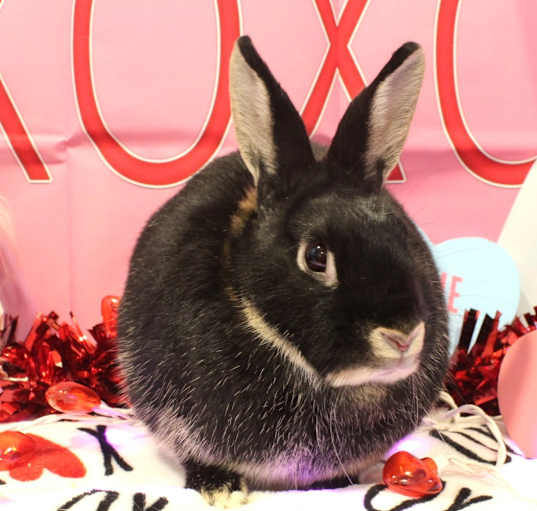 Photo of Ember