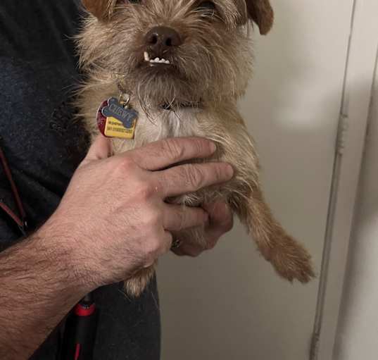 Photo of Chewy