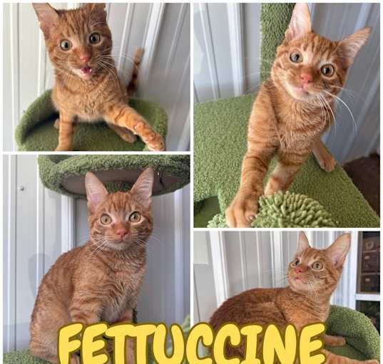 Photo of Fettuccine - Special Needs