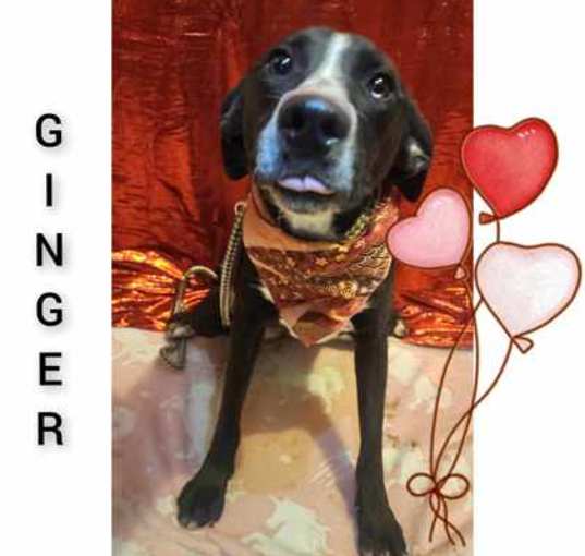 Photo of Ginger