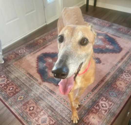 Photo of Giddy