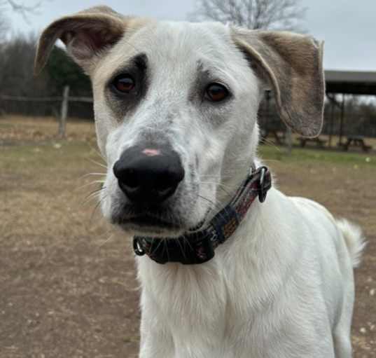 Photo of Spot