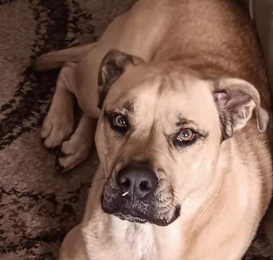 Photo of Hemi