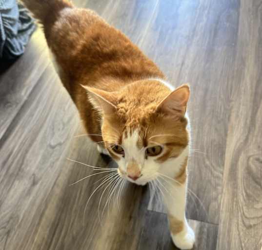 Photo of naruto