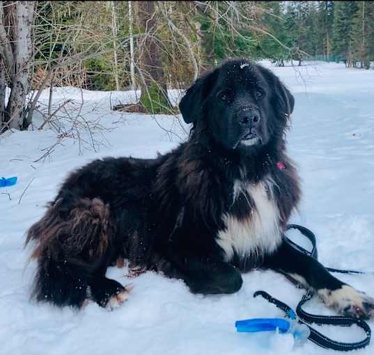 Photo of Rufus