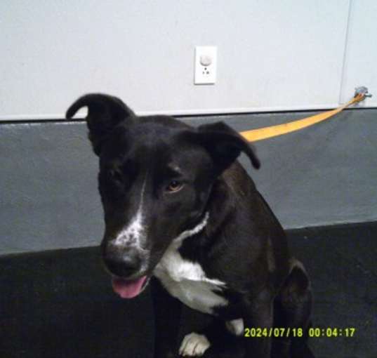 Photo of Wrangler