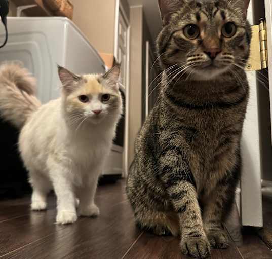 Photo of Leo and miso