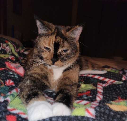 Photo of Rose