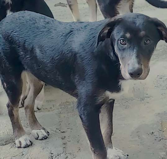 Photo of Argus