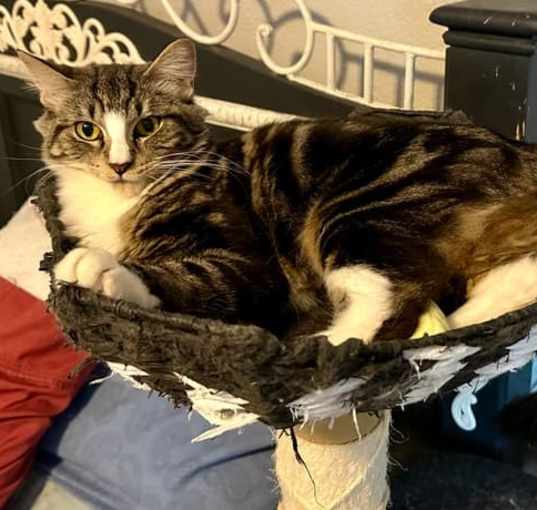 Photo of Diamond
