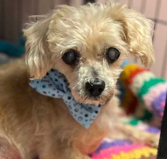 Photo of Sully