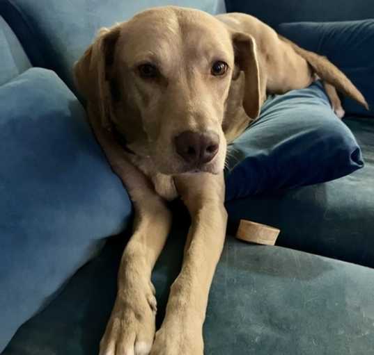 Photo of Sadie