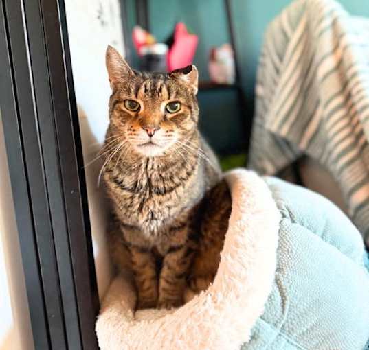 Photo of Crackerjack