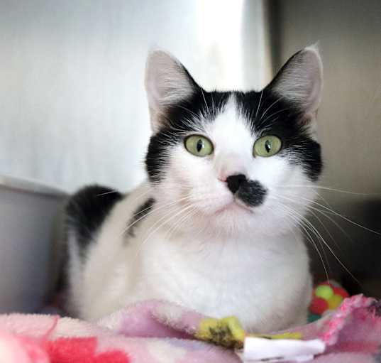 Photo of Zephyr