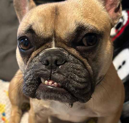 Photo of Peaches